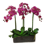 Orchid Phalaenopsis in Glass 24"