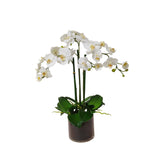 High-quality luxury faux orchid phalaenopsis in glass floral arrangement supported with bamboo in two-tone white
