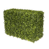 JAPANESE BOXWOOD HEDGE 21"