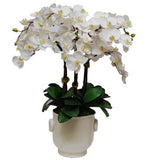 Phalaenopsis in Creamware Cache Pot 34"