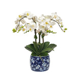 White phalaenopsis orchid arrangement in a blue and white blossom planter