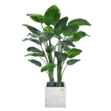 Travelers Palm Potted Tree 6'
