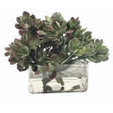 MACDOUGALLII IN SQUARE VASE 10"
