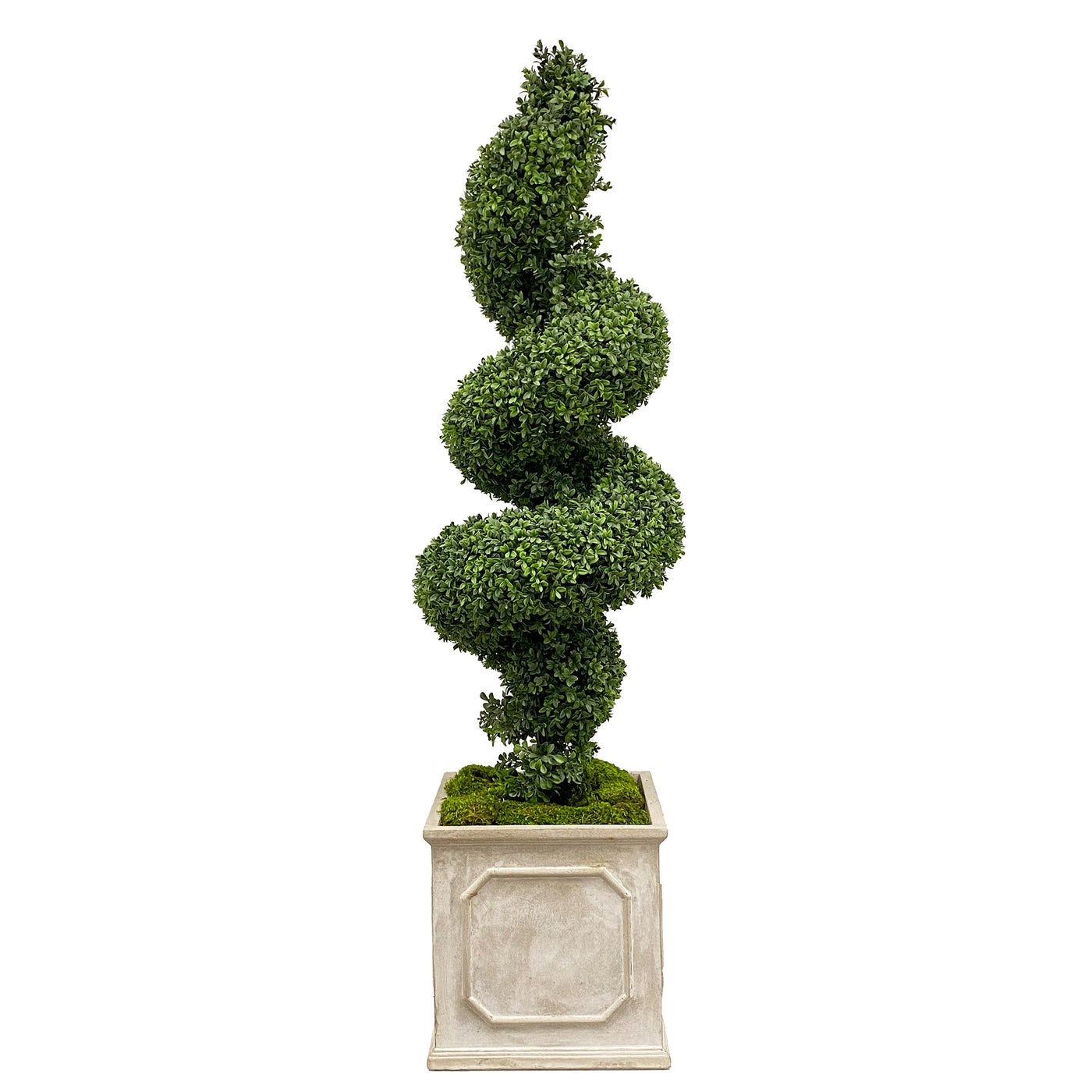 5 foot tall high-quality faux boxwood spiral tree in square planter