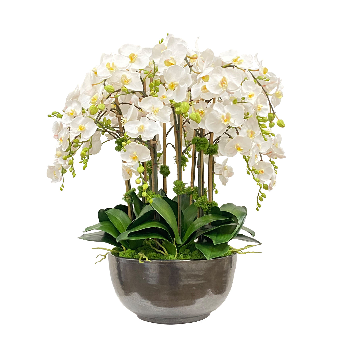 Orchid Phalaenopsis in Bowl 30"