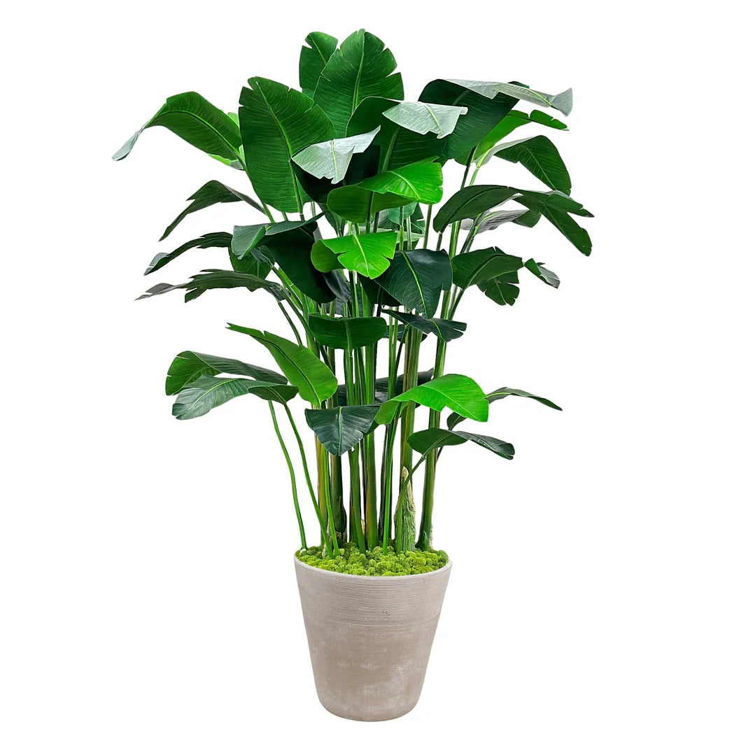 Banana Palm IN PLANTER Base Color: Tan