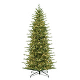 7.5 ft. St. Catherine Pencil Tree