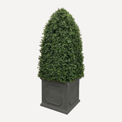 Preserved boxwoods