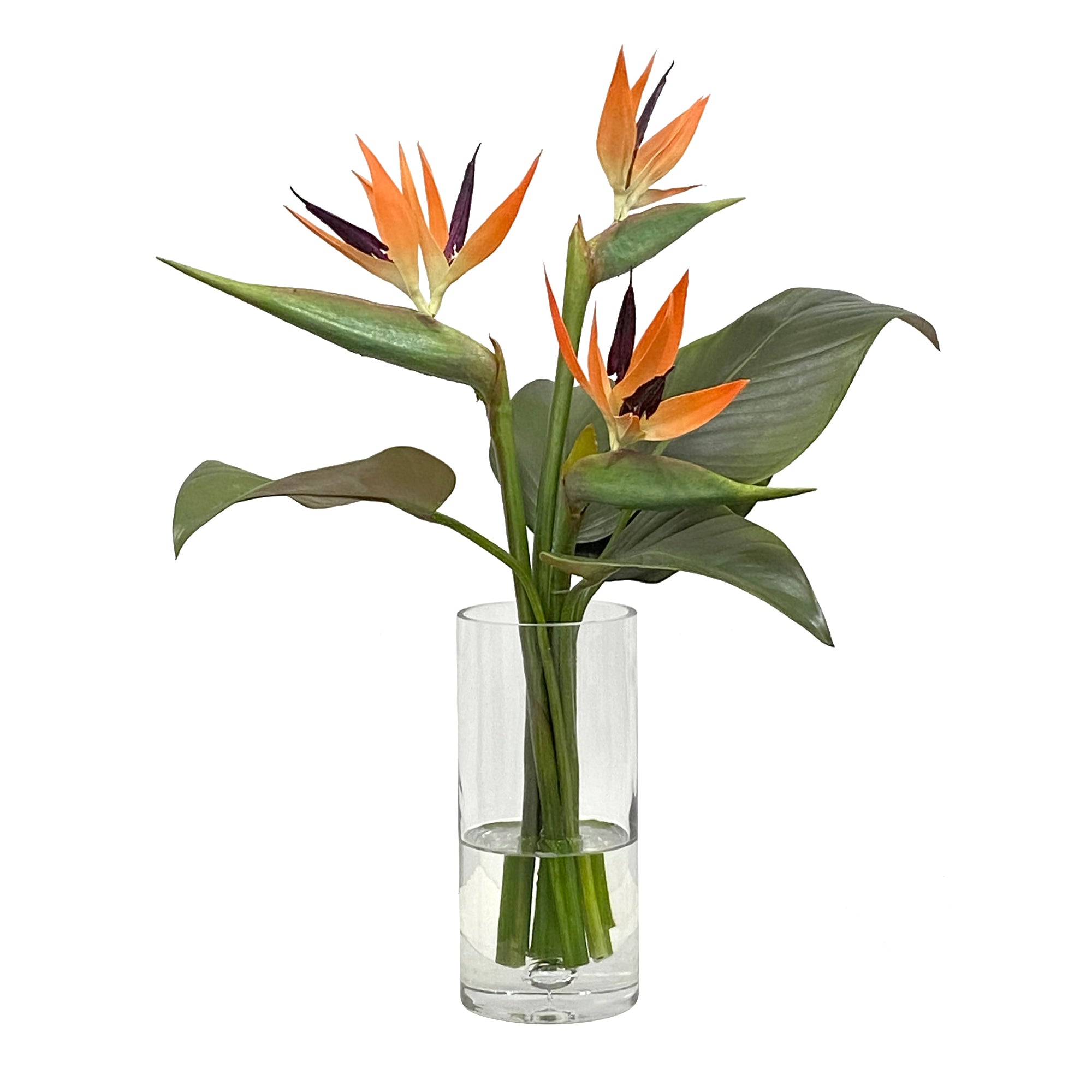 Bird of Paradise in Vase Medium 22