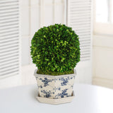 Preserved green boxwood ball topiary in decorative blue and white cache pot
