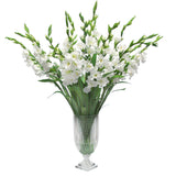 White Gladiolus in Cut Vase 48"