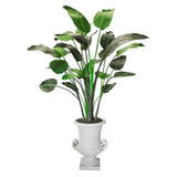 Travelers Palm in Urn 7.5"