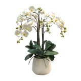 PHALAENOPSIS IN DURIAN CACHE POT (WHD227-WH)