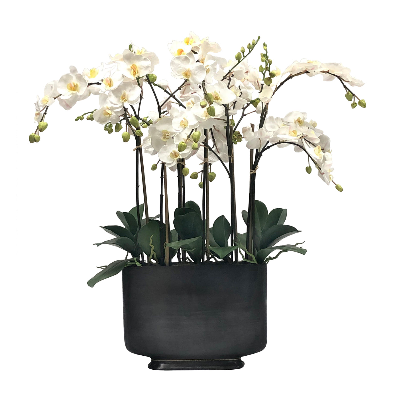 ORCHID IN RECTANGLE VASE 35"