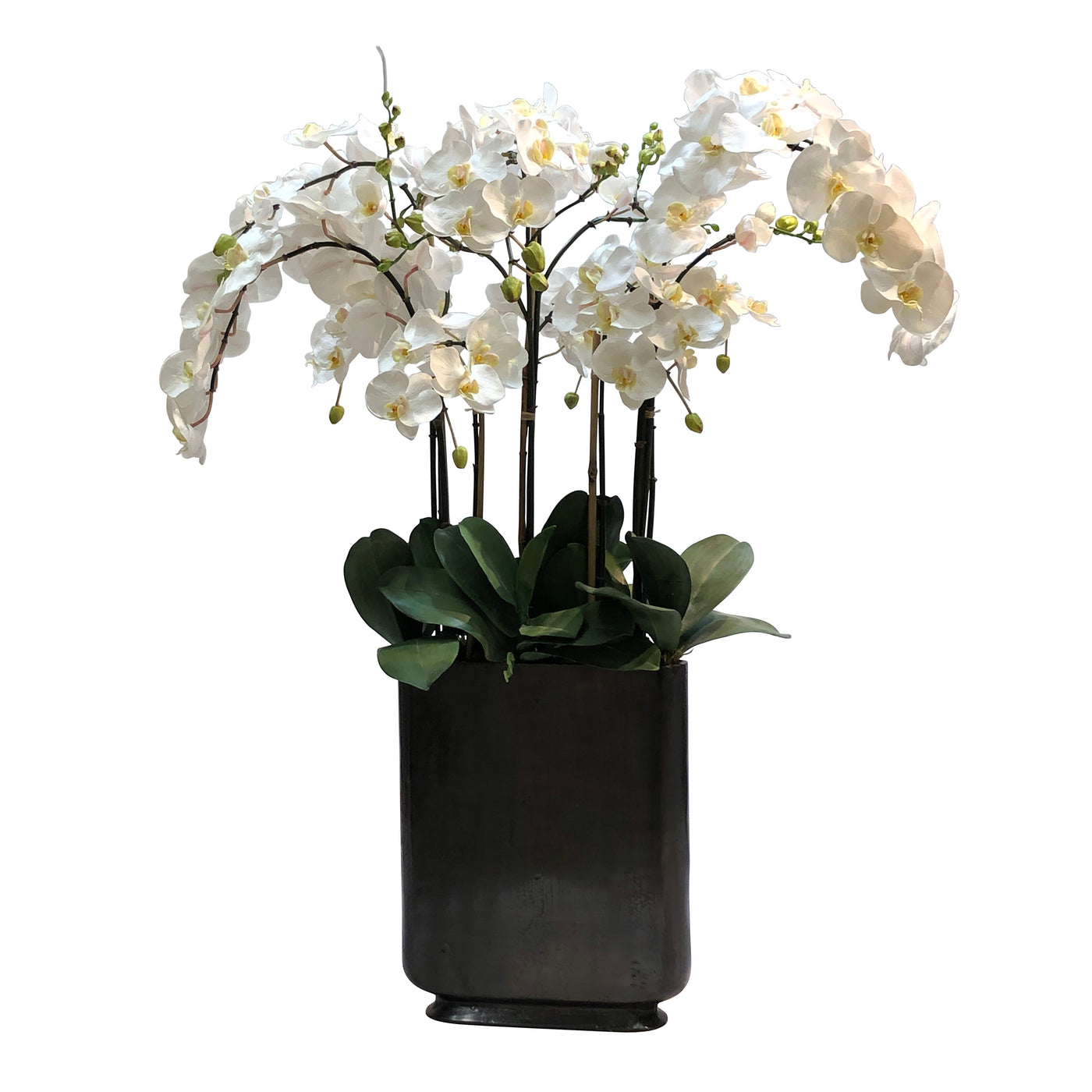 ORCHID IN RECTANGLE VASE 42"