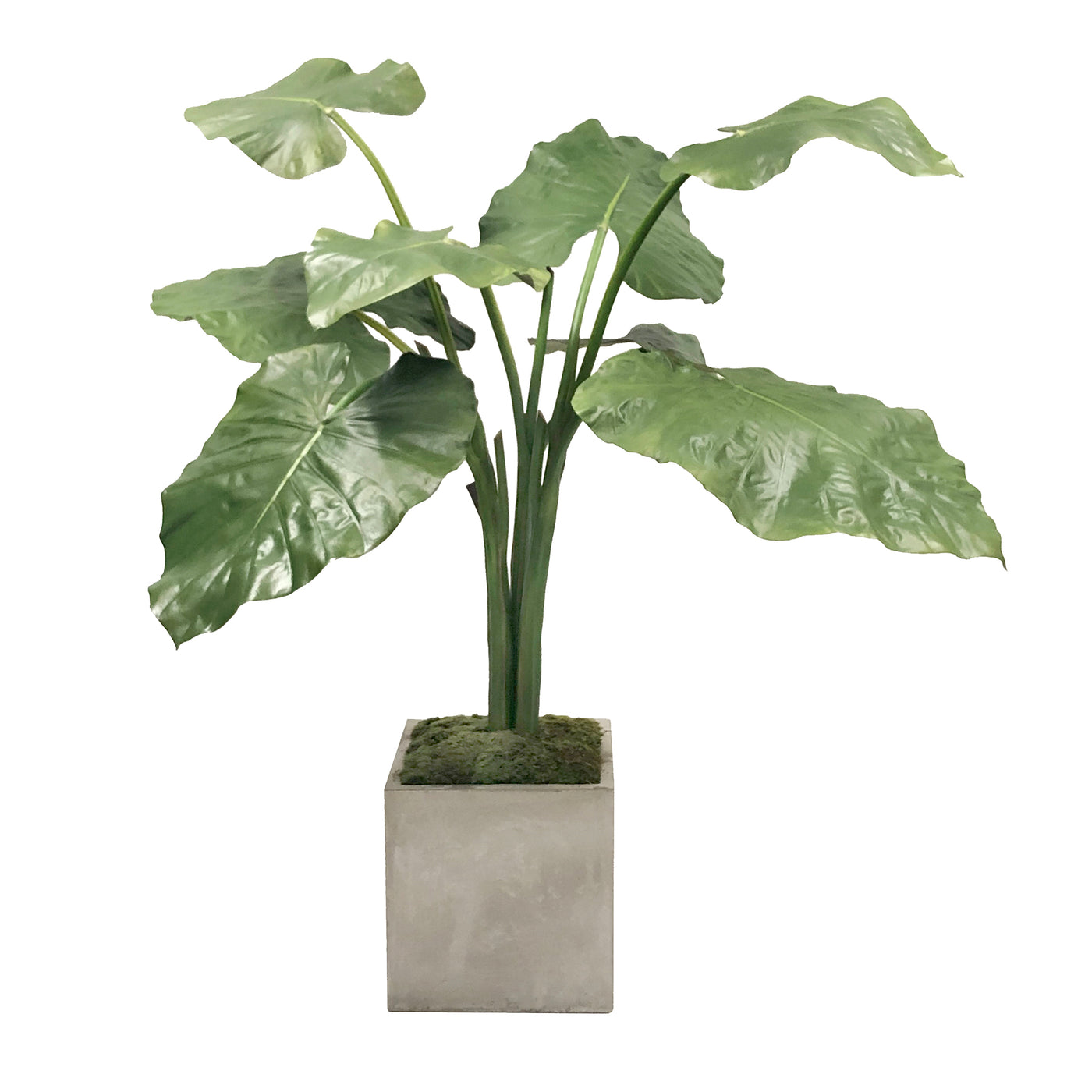 Tropical faux alocasia in simple square planter for decorating the home