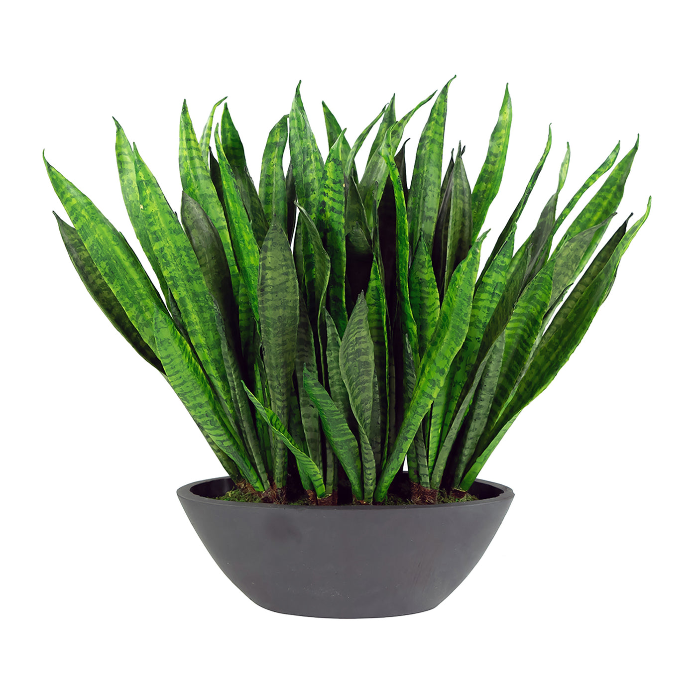 SANSEVIERIA IN OVAL PLANTER 22" (WHD292-GR)