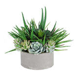 aloe succulents in medium stonecast planter