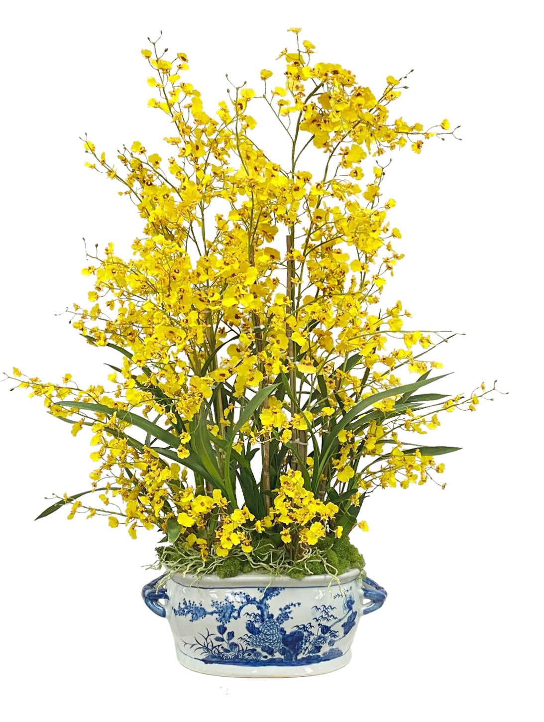 Tall yellow oncidium orchids in Chinese white and blue pot