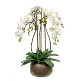 White phalaenopsis orchid arrangement in an antique copper decorative pot