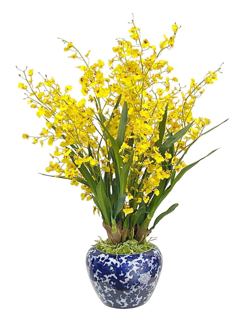 Yellow dancing orchids in white and blue vase