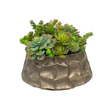 Succulent Mix in Modern Pot 10"