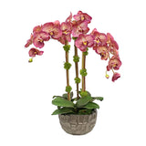 ORCHID IN MODERN BOWL 23"