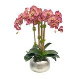 Orchid in Artisanal Pot 24"