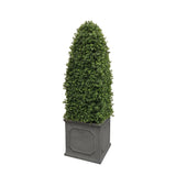 Bullet Boxwood in Square Planter 4.5'