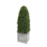 Bullet Boxwood in Square Planter 4.5'
