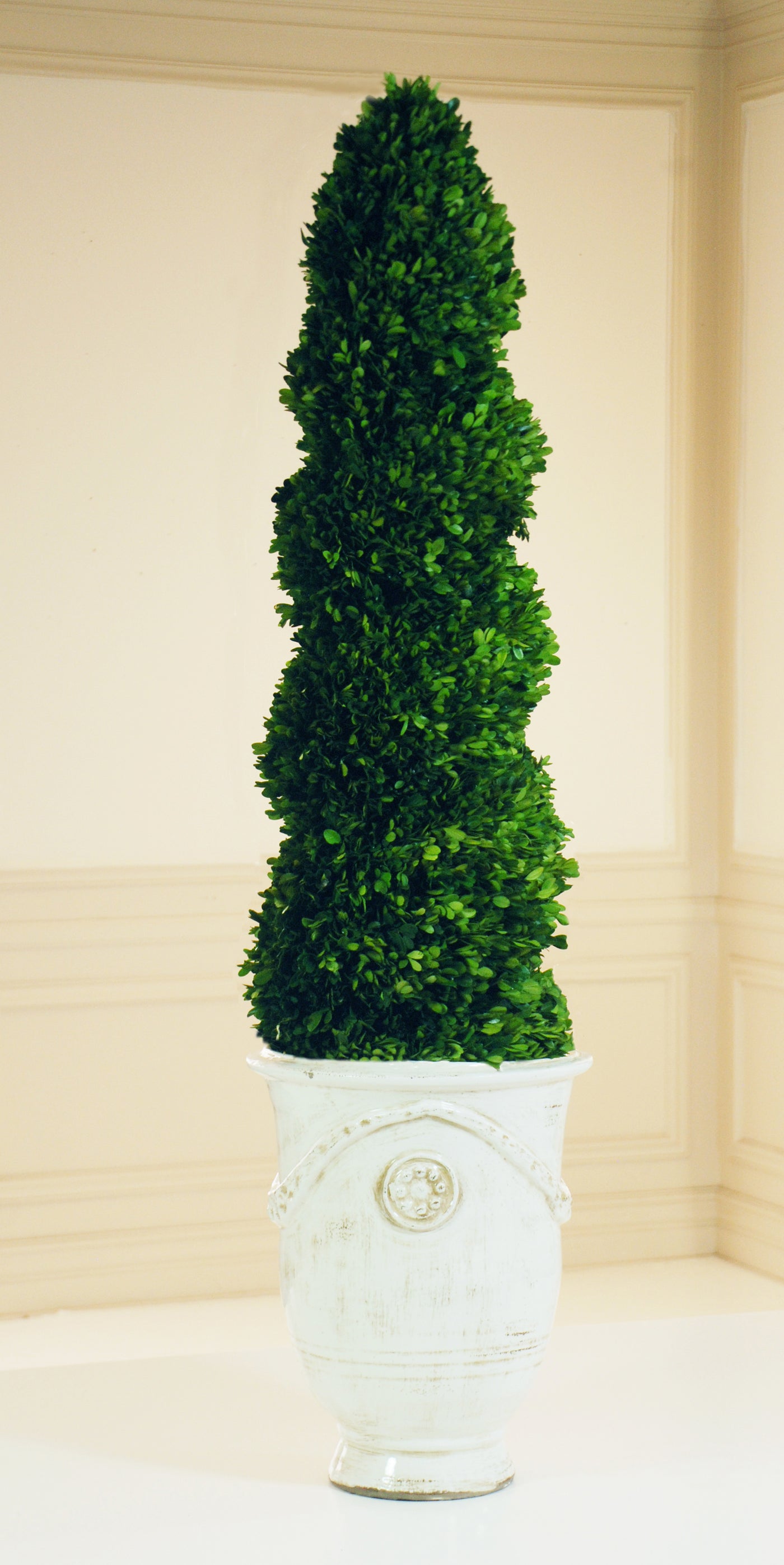 Real preserved boxwood in antique Tuscan urn