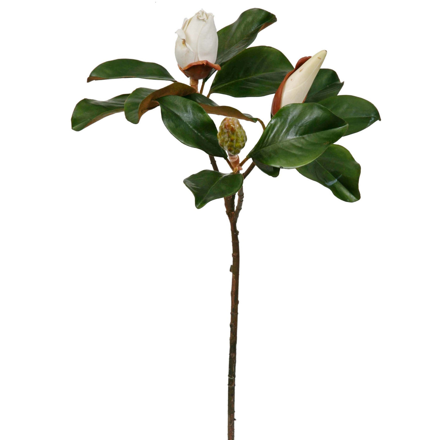 white magnolia bud individual stems