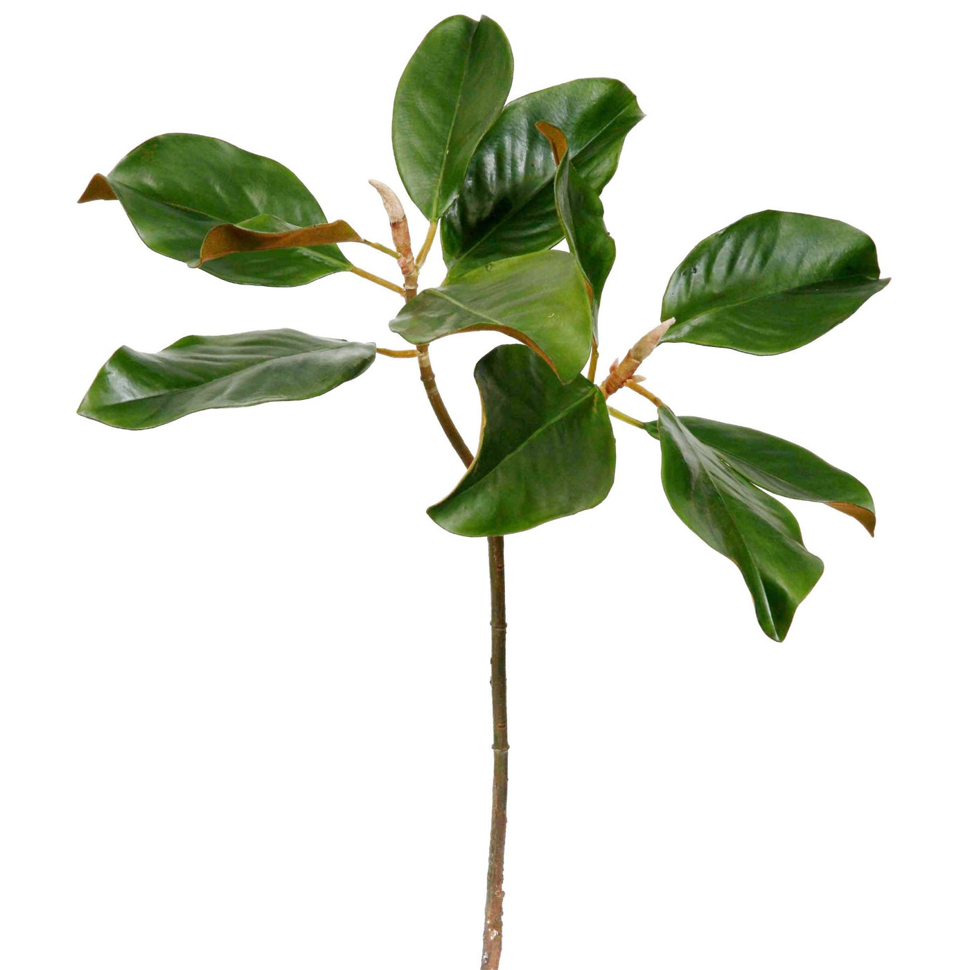 realistic green magnolia leaf individual stems