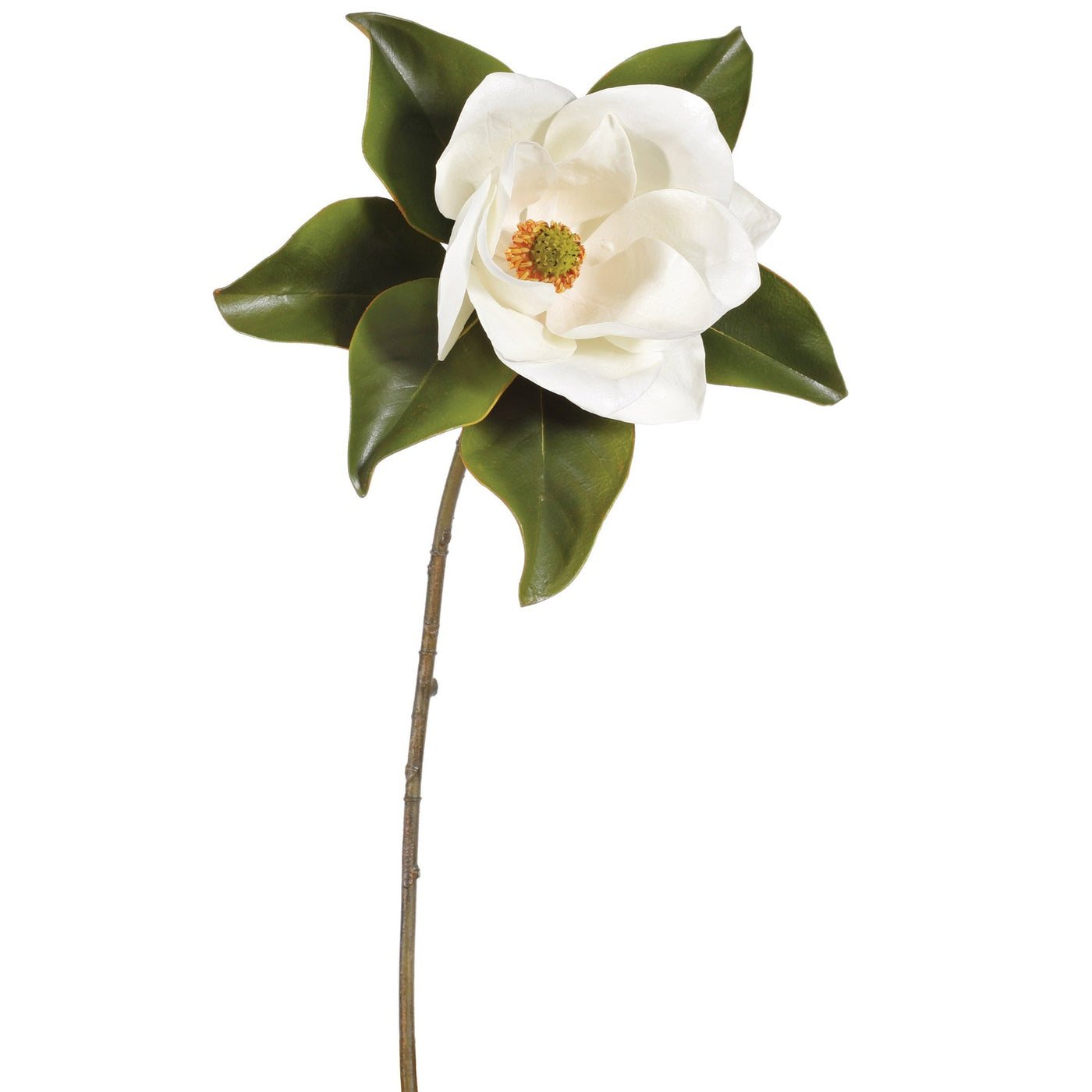 beautiful large white magnolia bloom single stems with lush green foliage