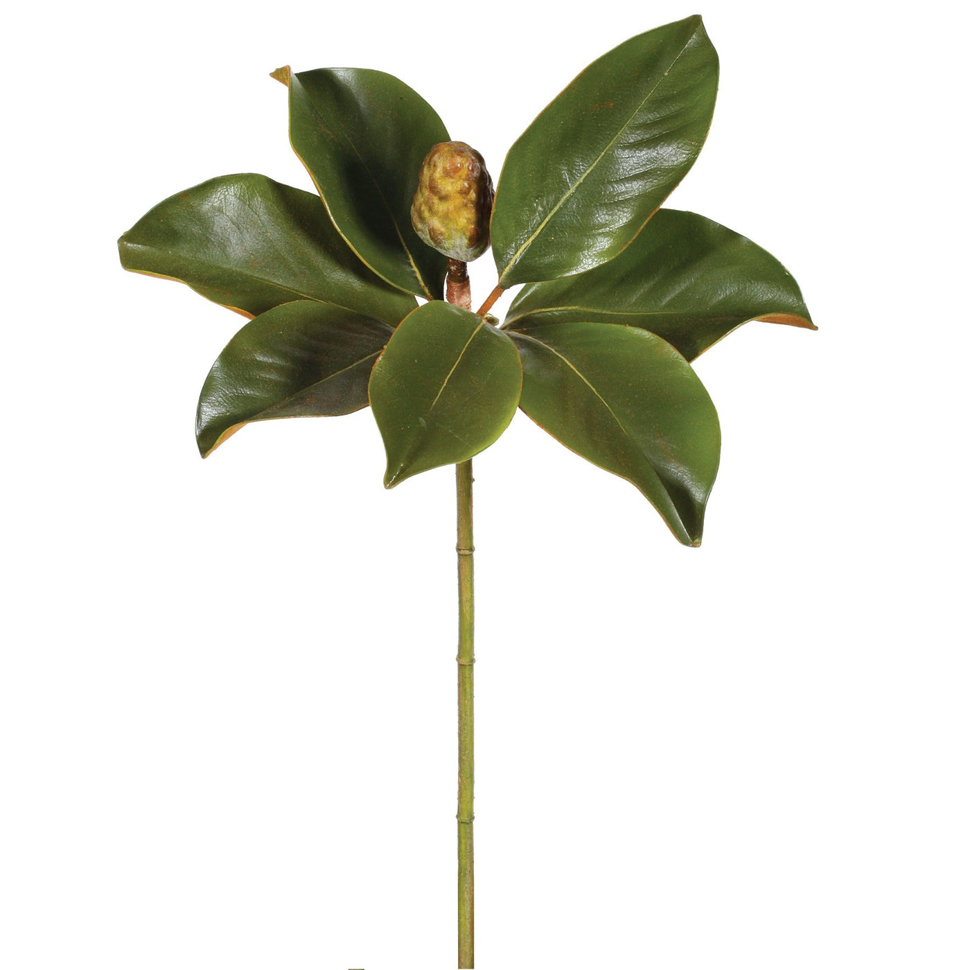 magnolia bud individual stem with lush green leaves