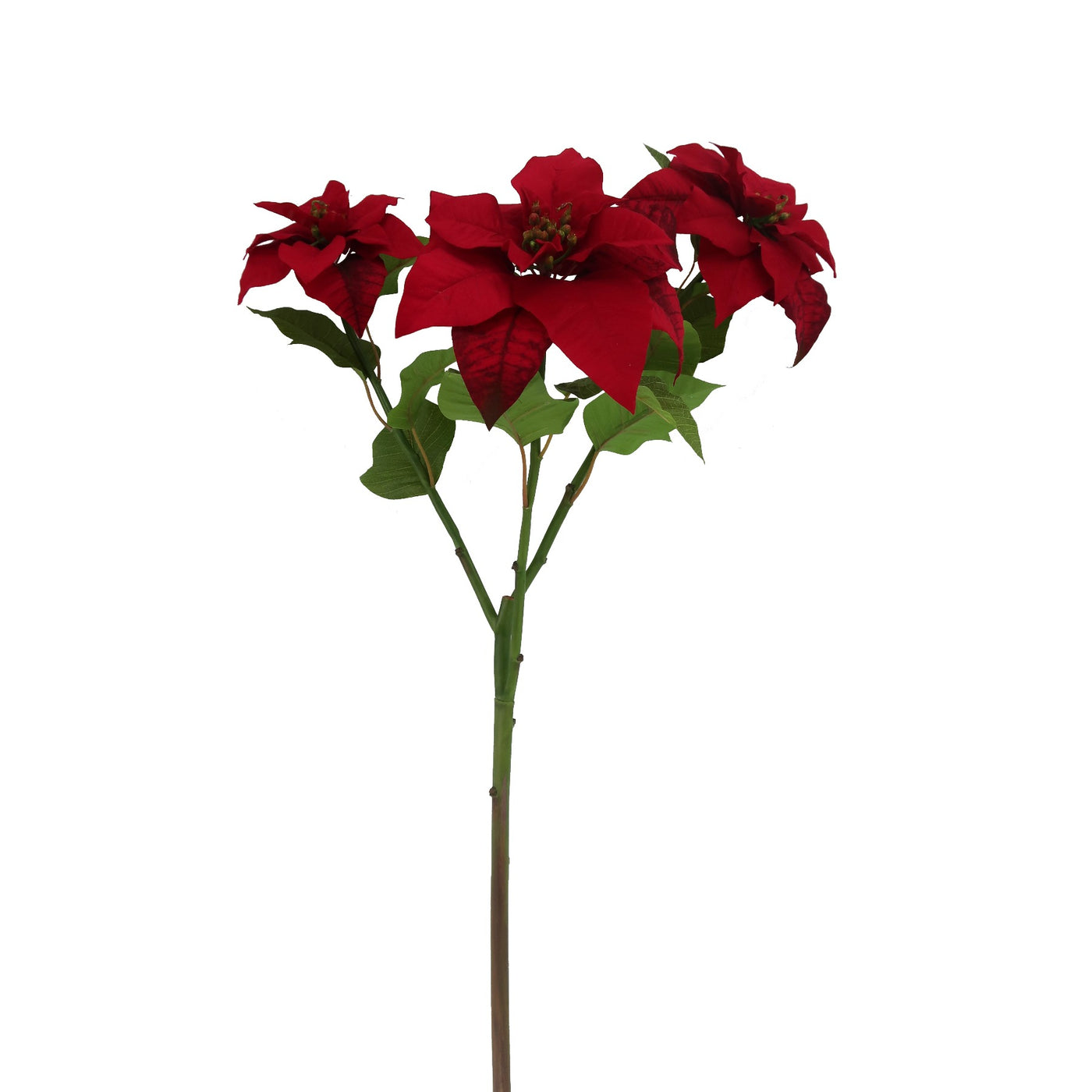 classic red poinsettia flower branch with leaves