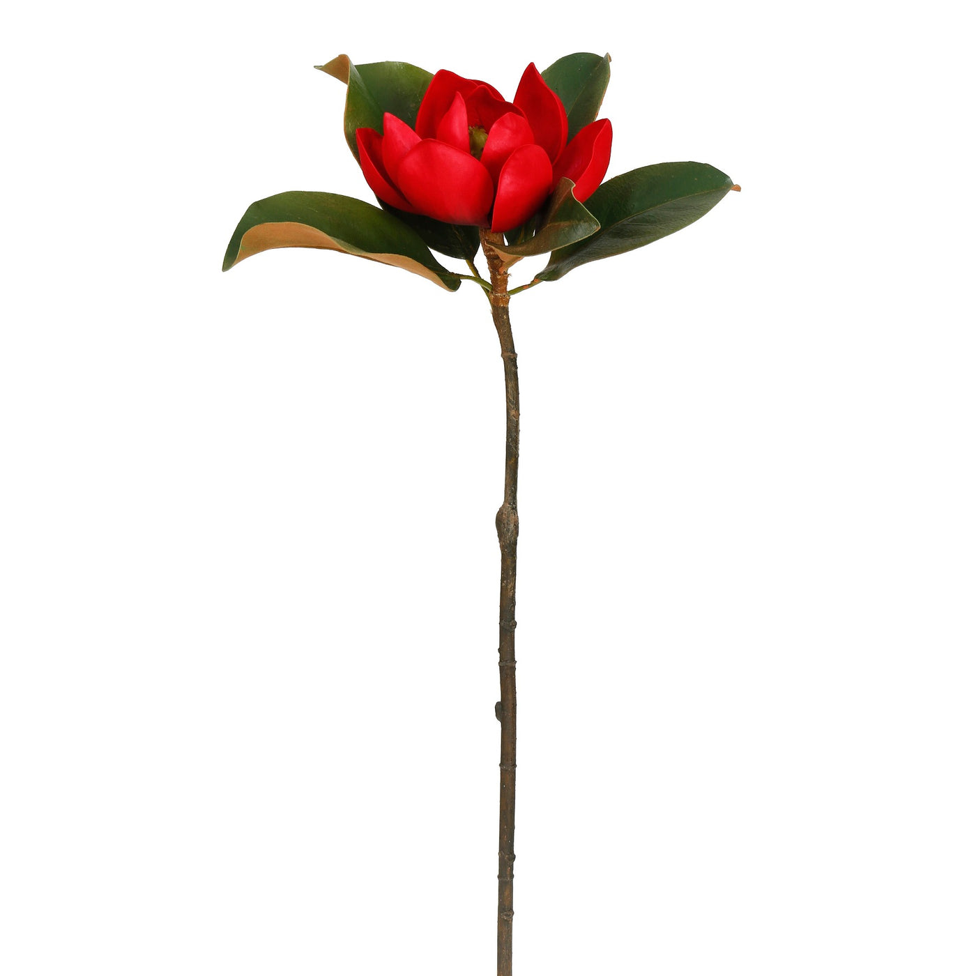holiday red magnolia blossom single stems