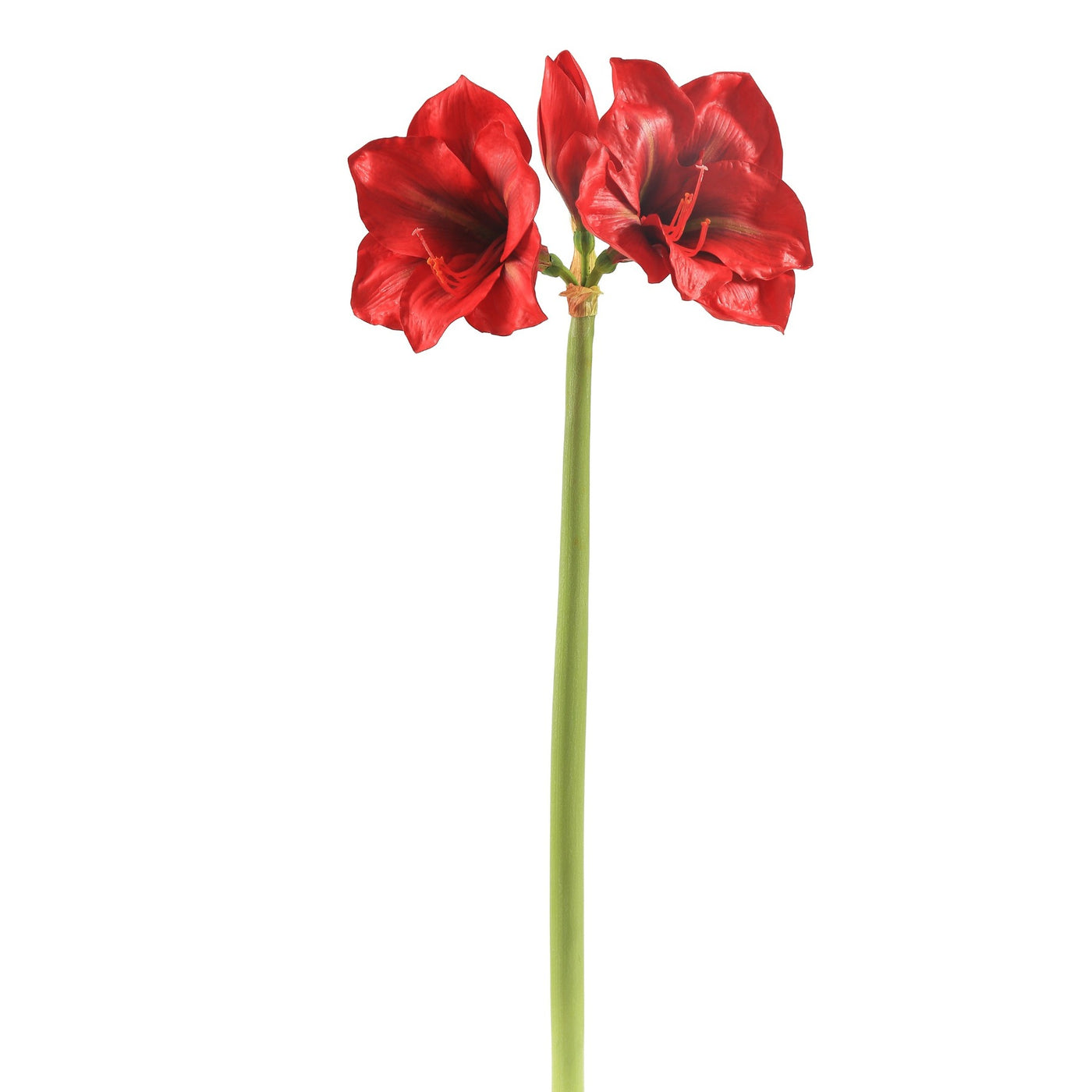 Realistic red amaryllis single stem