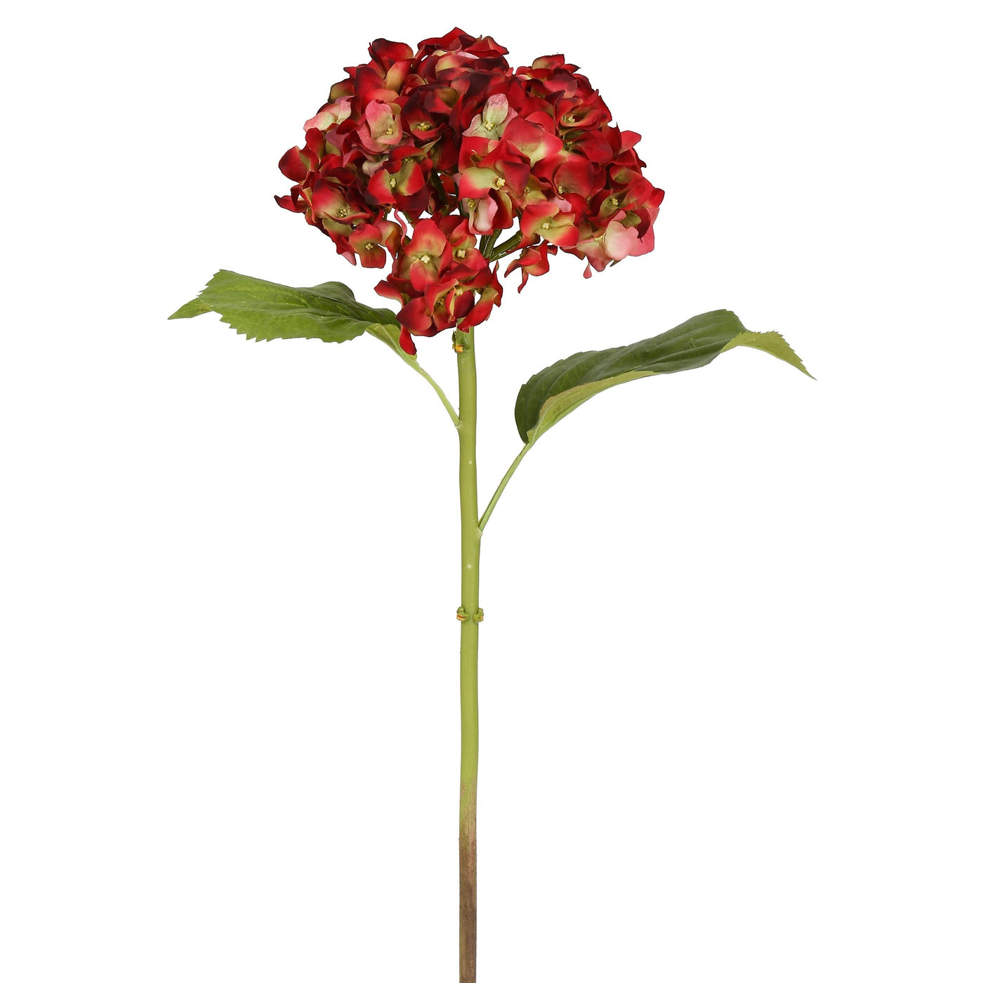 festive red with hint of green hydrangea single floral stems