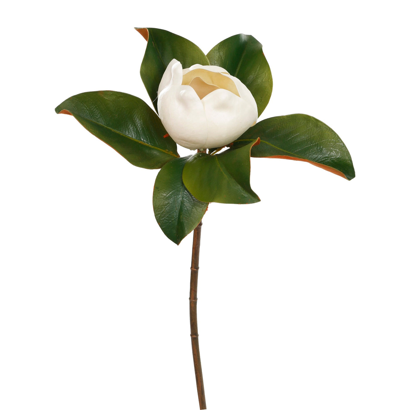 closed white magnolia single stems