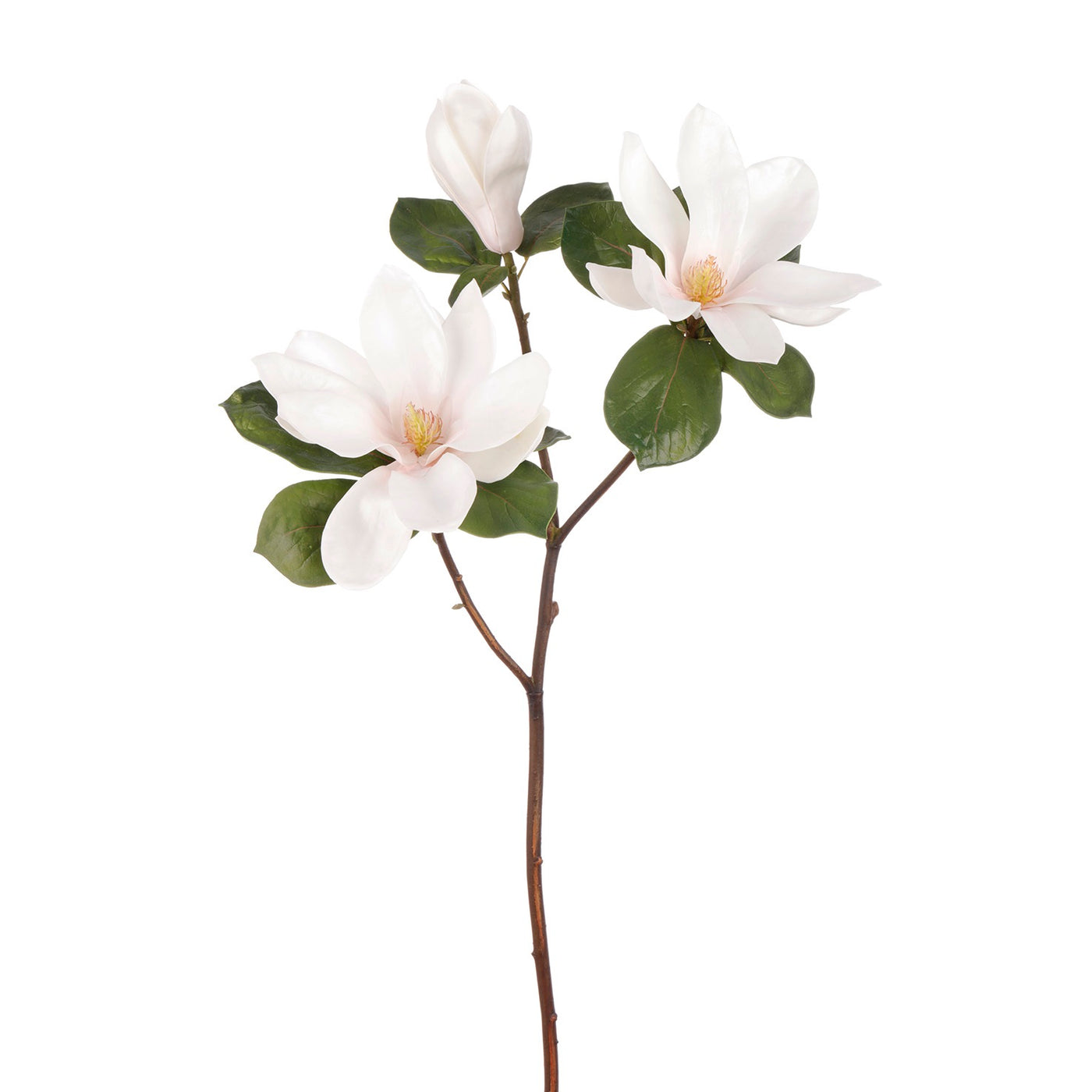white tree magnolia branch single stems