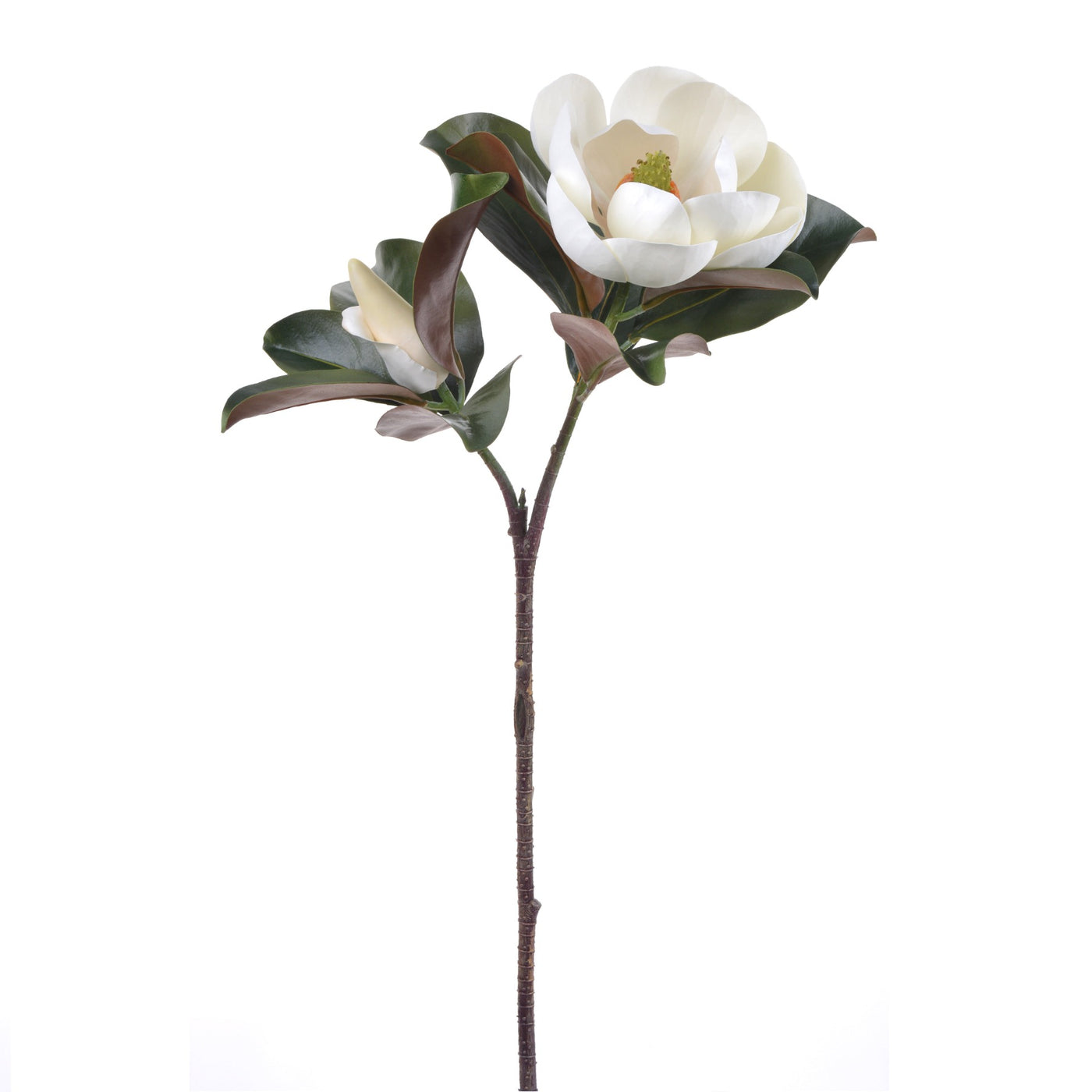 white magnolia blossoms single stems
