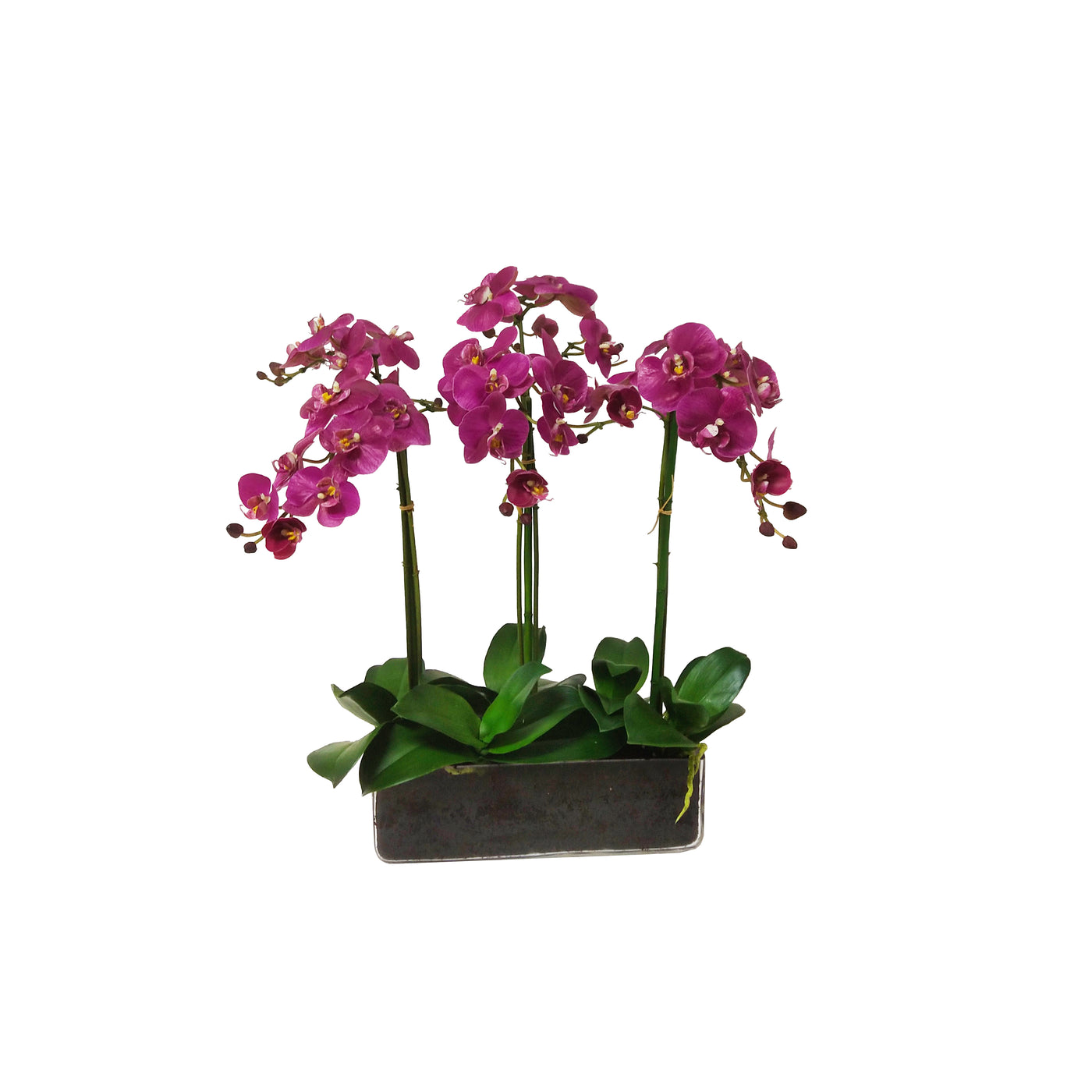 Orchid Phalaenopsis in Glass 24"