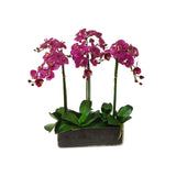 Orchid Phalaenopsis in Glass 24"