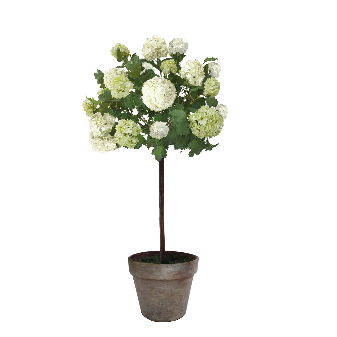 Snowball in Pot 47"