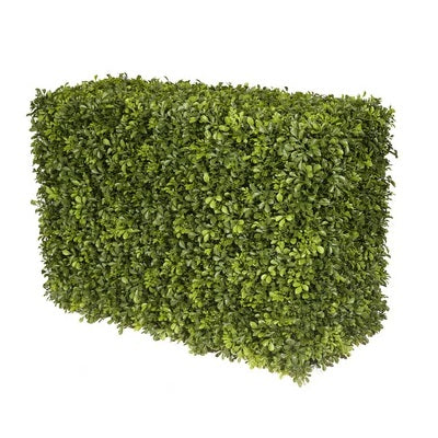 JAPANESE BOXWOOD HEDGE 21"