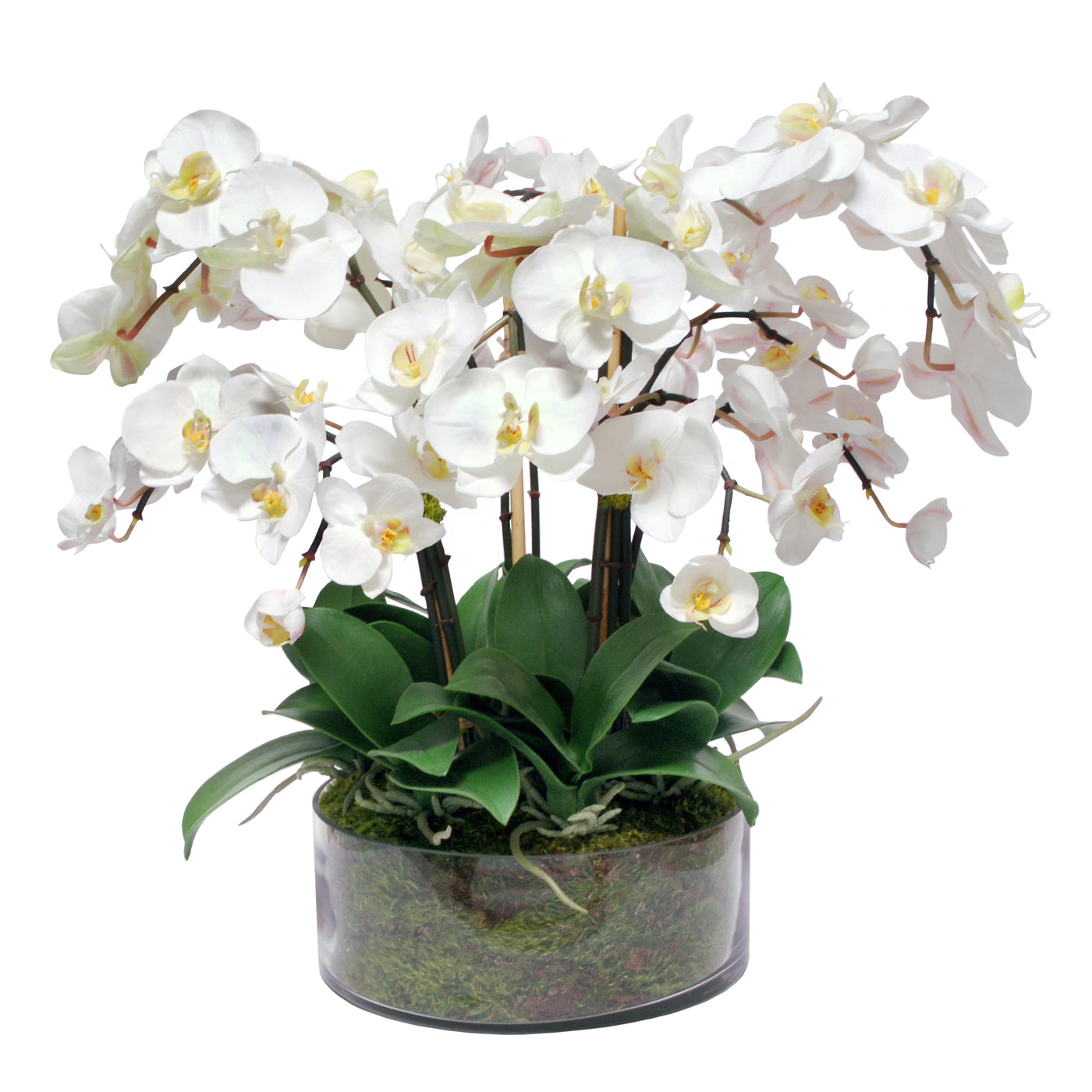 realistic white faux phalaenopsis orchid arrangement in glass with moss