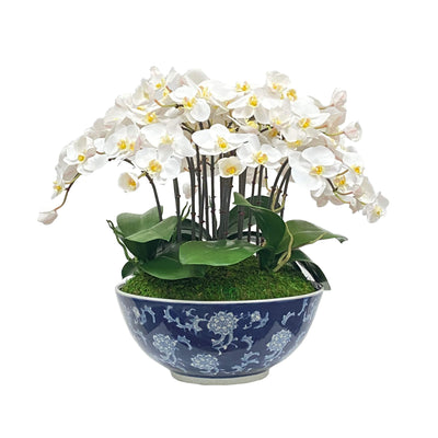 Orchid in Longlife Bowl 19"