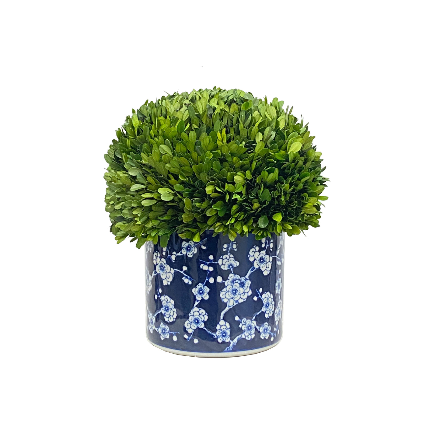 real preserved boxwood half in blue and white planter for tabletop floral decor