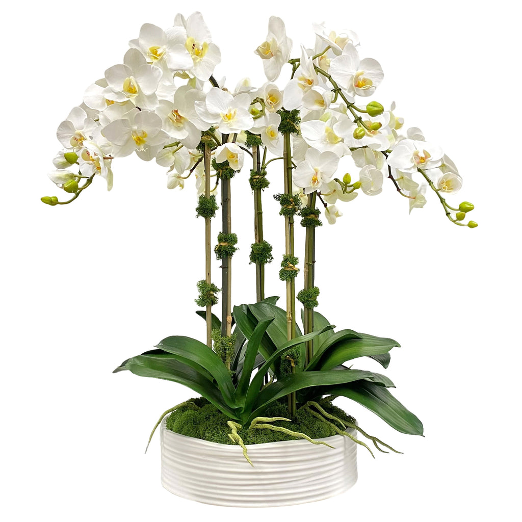 Winward Home Orchid in Coil Bowl
